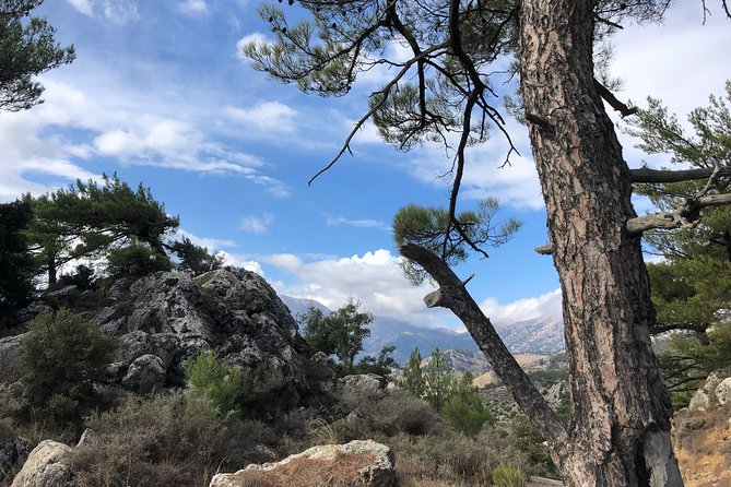 Sarakina Gorge, Kritza, Oliveoil Tasting, Mountains, South Coast - The pine forest and the Land Rover climb