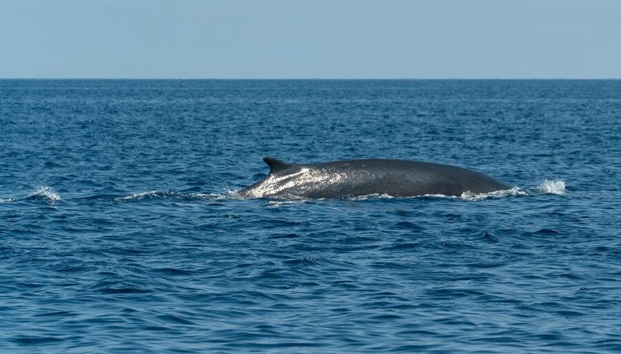 Savona: Exclusive nature cruise to the Pelagos Sanctuary - How to prepare for a better day