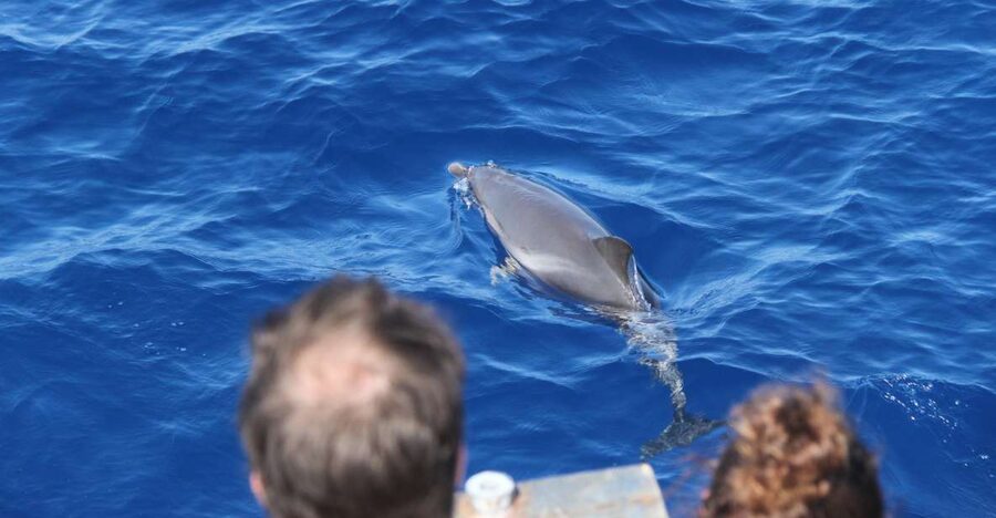 Savona: Exclusive nature cruise to the Pelagos Sanctuary - Leaving Savona from Torretta di Savona