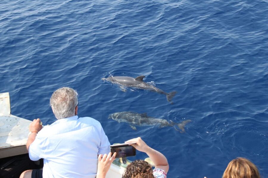 Savona: Exclusive nature cruise to the Pelagos Sanctuary - What you might see, and what you might miss