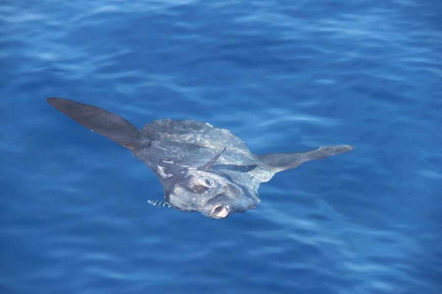 Savona: Exclusive nature cruise to the Pelagos Sanctuary - Why the Pelagos Sanctuary setting matters
