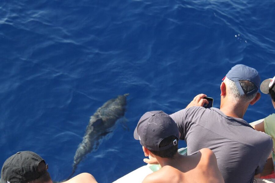 Savona: Exclusive nature cruise to the Pelagos Sanctuary - The open-sea reality: seasickness and comfort
