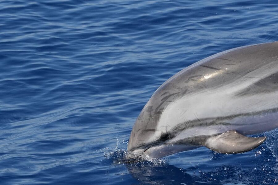 Savona: Exclusive nature cruise to the Pelagos Sanctuary - Is $70 a fair price?