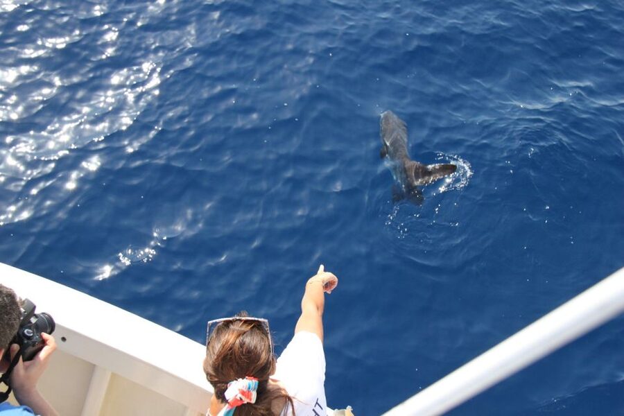 Savona: Exclusive nature cruise to the Pelagos Sanctuary - Who will enjoy this cruise most