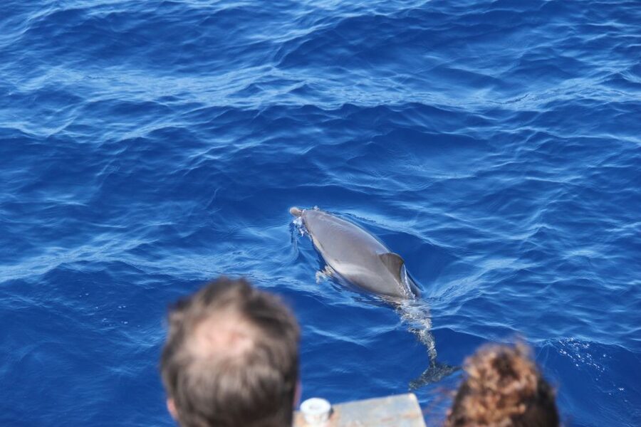 Savona: Exclusive nature cruise to the Pelagos Sanctuary - What happens during the 40-minute cetacean introduction