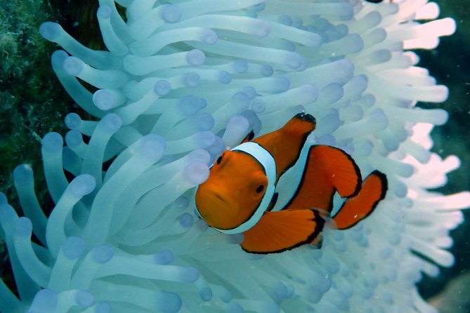 Seastar Luxury Outer Great Barrier Reef Island and Reef Tour - Michaelmas Cay: sand, birds, and easy viewing