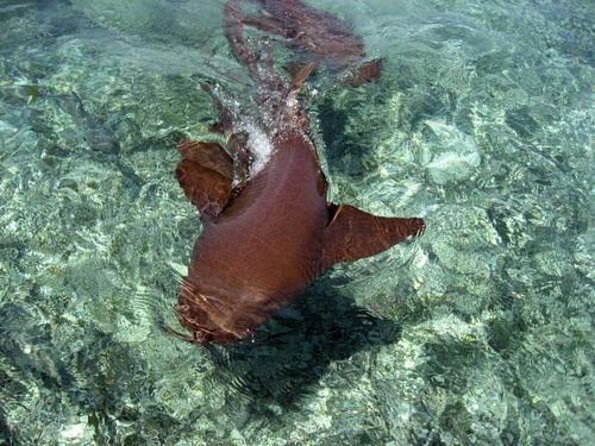 Semi-private Exclusive All-in-1 Full Day Guided Tour - Who should book this Belize tour