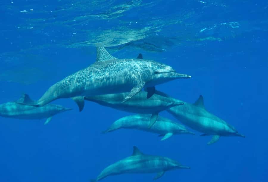 Sharm el-Sheikh: Premium Ras Mohammed & White Island Cruise - Who should book this Red Sea cruise?
