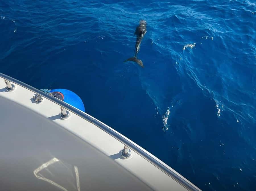 Sharm el-Sheikh: Ras Mohammed Elite VIP Cruise and BBQ Lunch - The 2.5-hour cruise toward Ras Mohammed