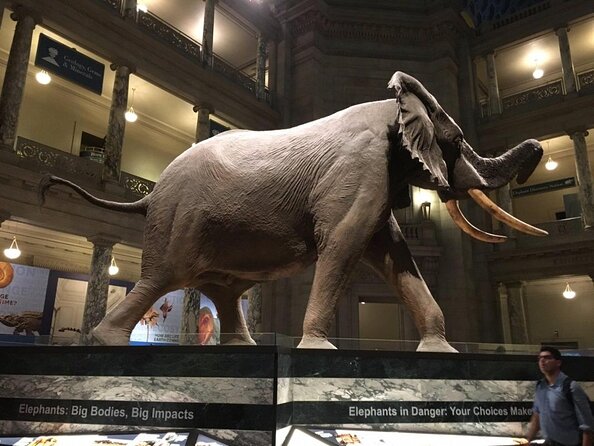 Smithsonian Museum of Natural History - Exclusive Guided Tour - Key points to know before booking