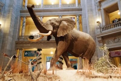 Smithsonian Museum of Natural History – Exclusive Guided Tour