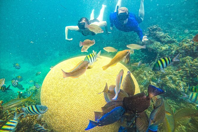 Snorkel Lovers for All Ages & Premium Seafood Lunch in Punta Cana - Key Points at a Glance