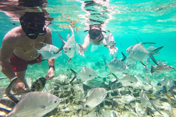 Snorkel Lovers for All Ages & Premium Seafood Lunch in Punta Cana - Second Stop: A Protected Coral Nursery