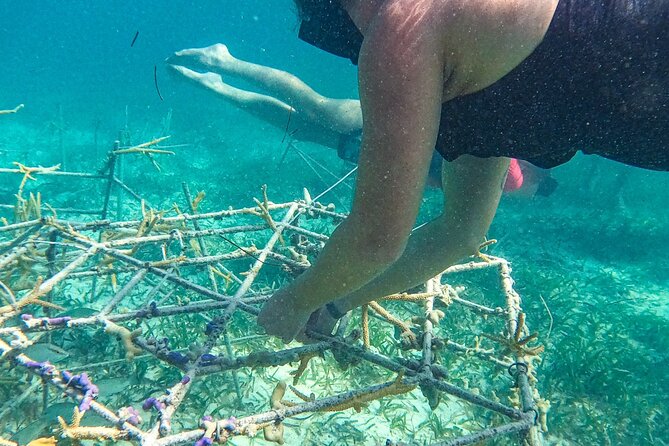 Snorkel Lovers for All Ages & Premium Seafood Lunch in Punta Cana - A Boat Slide, Open Bar, and Time to Relax