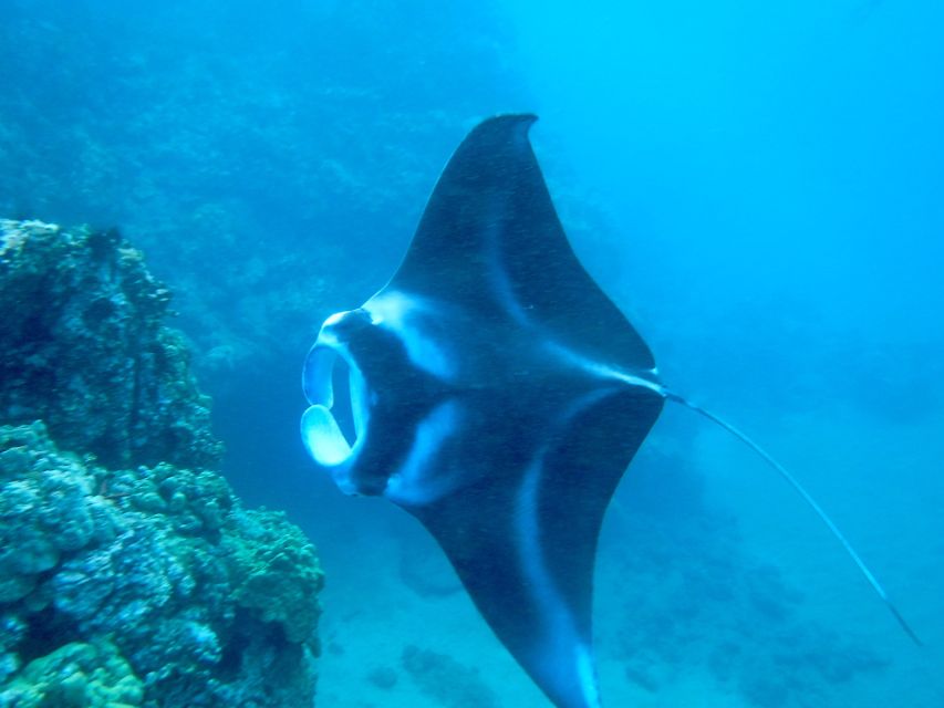 South Maui: Premium Turtle Town Kayak and Snorkel Tour - Why Turtle Town works better than you might expect