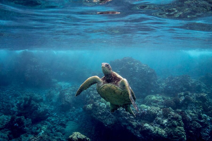 South Maui: Premium Turtle Town Kayak and Snorkel Tour - The first lesson makes a difference