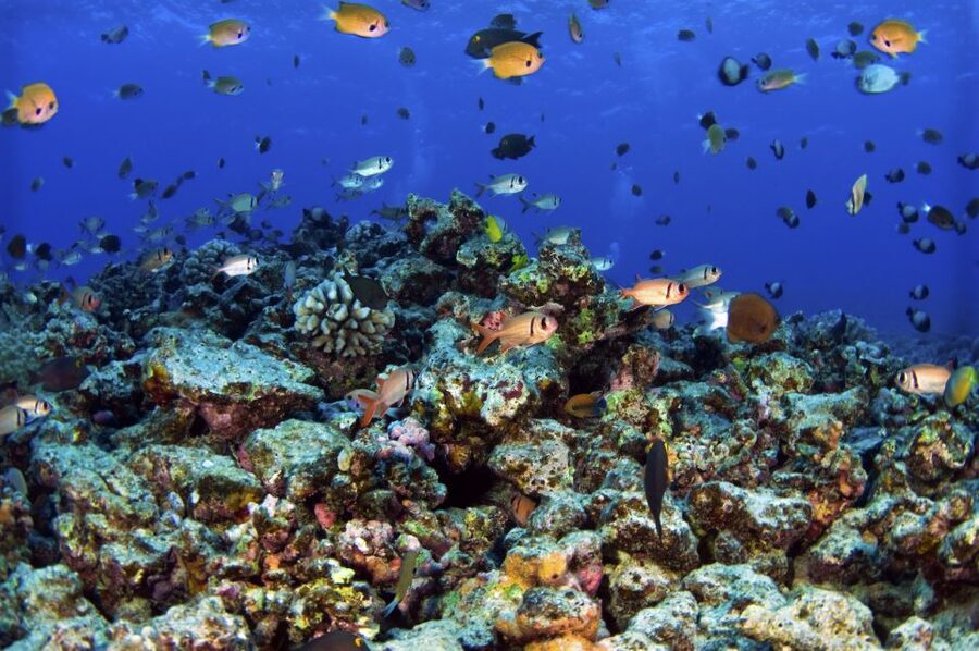 South Maui: Premium Turtle Town Kayak and Snorkel Tour - The guide makes or breaks the morning