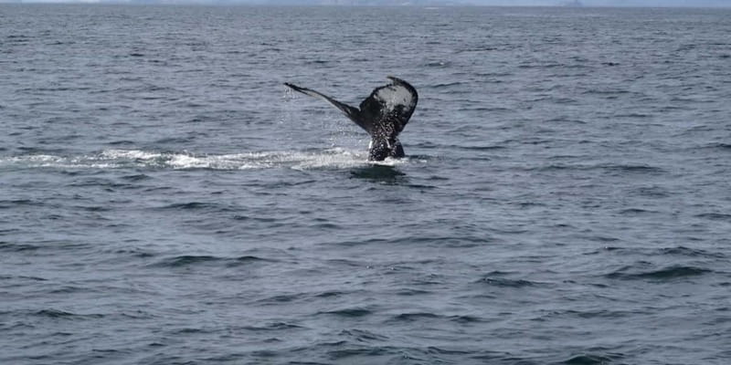 St Johns Premium Tour with Iceberg Quest Boat Cruise - How the timing really works