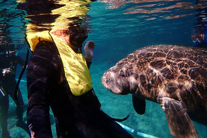 Swim with Manatees: Eco-Educational Tour in Crystal River - Meeting manatees in Crystal River