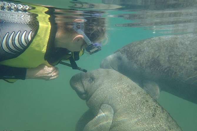 Swim with Manatees: Eco-Educational Tour in Crystal River - Entering the water with the manatees