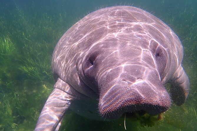 Swim with Manatees: Eco-Educational Tour in Crystal River - Why the small group matters