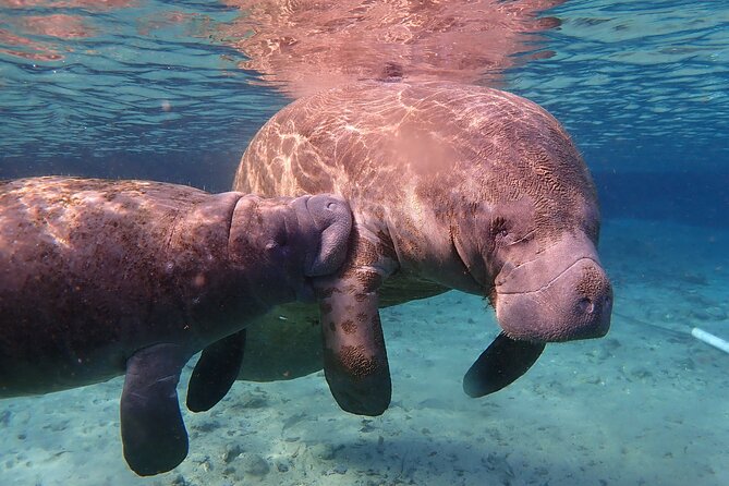 Swim with Manatees: Eco-Educational Tour in Crystal River - The guide’s role in safety and animal care