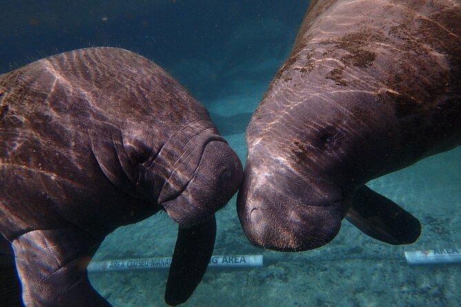 Swim with Manatees: Eco-Educational Tour in Crystal River - Photos, comfort, and what to pack