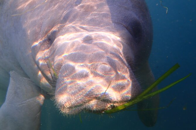 Swim with Manatees: Eco-Educational Tour in Crystal River - Is $100.11 a fair price?