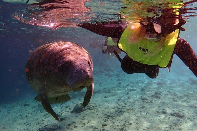 Swim with Manatees: Eco-Educational Tour in Crystal River - Who should book this Crystal River outing?