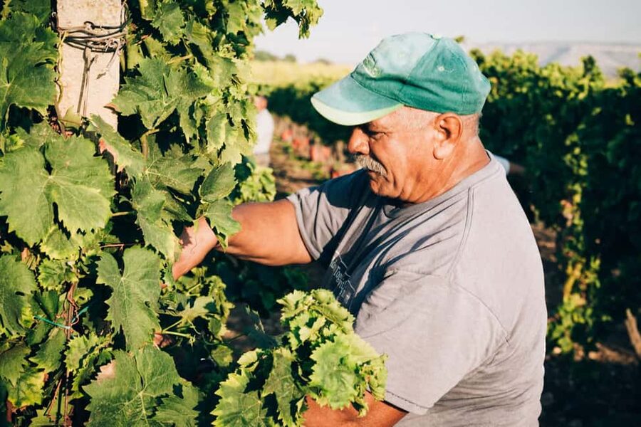 Syracuse: Exclusive Sicilian Wine Tasting Experience - A wine estate with Syracuse’s past underfoot