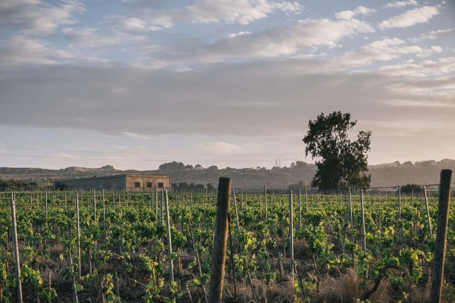 Syracuse: Exclusive Sicilian Wine Tasting Experience - Why the estate tour adds value