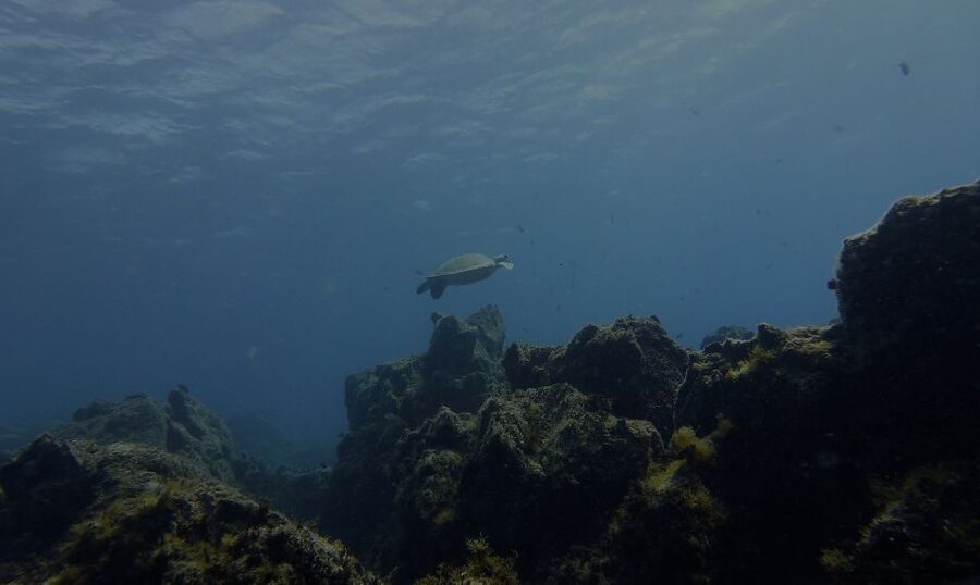 Tenerife Exclusive Snorkeling Trip with Marine Biologist - Who should book this Tenerife snorkeling trip
