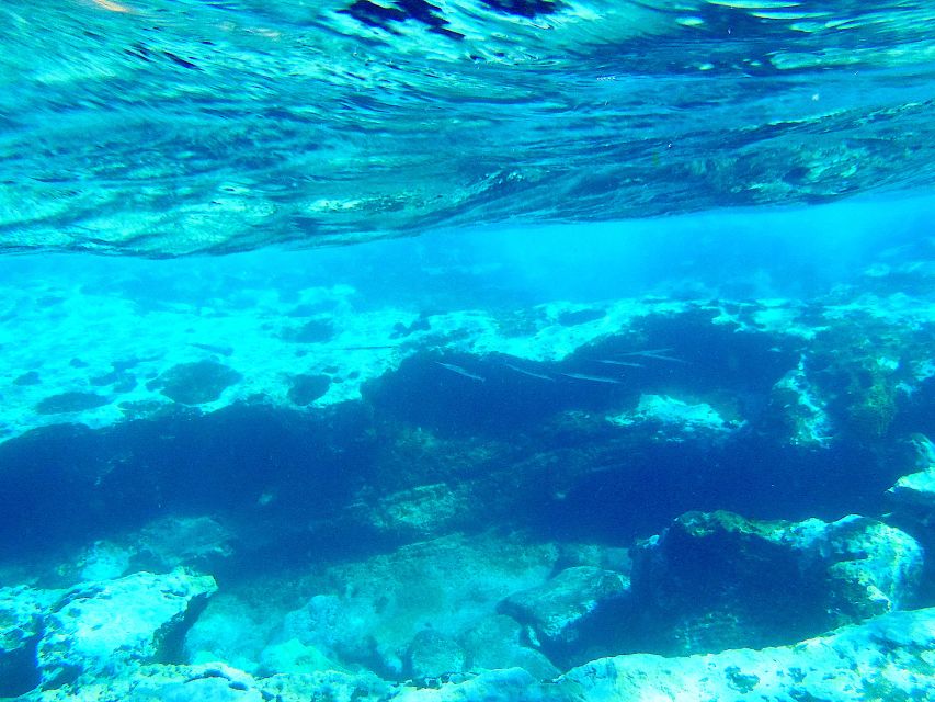 Tenerife Exclusive Snorkeling Trip with Marine Biologist - Choosing between the shore and the boat