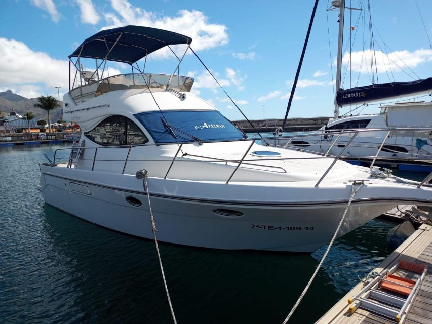 Tenerife south: safari with luxury boat , animals encounters - A three-hour cruise with a clear purpose