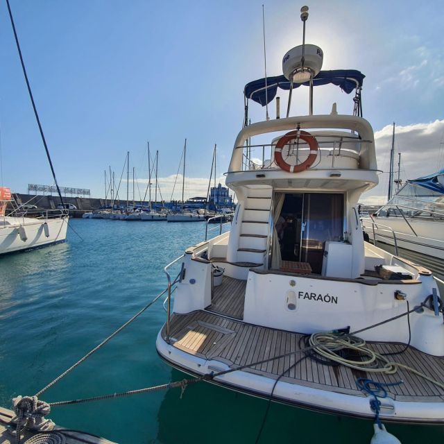 Tenerife south: safari with luxury boat , animals encounters - Searching for whales, dolphins, and other sea life