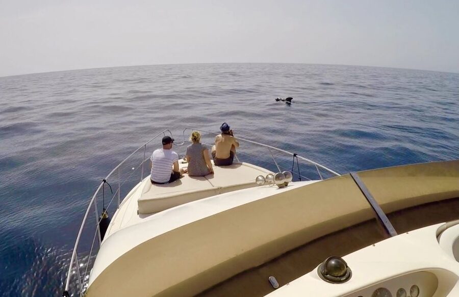Tenerife: Whales and Snorkeling Tour on a Luxury Yacht - Tapas, cava, and lunch afloat