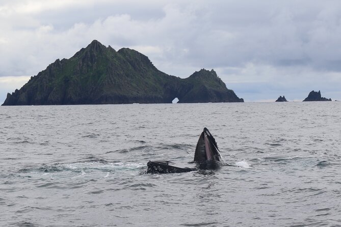 The Great Blasket Island Experience - Premium Tour - Landing on Great Blasket Island