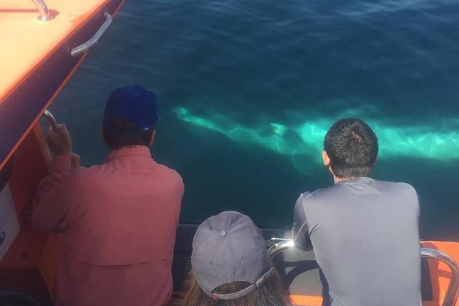 The Great Blasket Island Experience - Premium Tour - Who should book this Dingle boat trip?