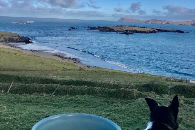 The Great Blasket Island Experience - Premium Tour - Should you book the Great Blasket Island Experience?