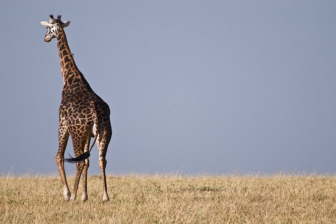Top Best 5 Days Tanzania Luxury Safari to Serengeti - A five-day route built around northern Tanzania’s greatest parks