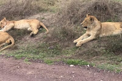 Top Best 5 Days Tanzania Luxury Safari to Serengeti