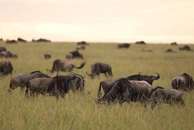 Top Best 5 Days Tanzania Luxury Safari to Serengeti - Accommodation, meals, and the meaning of luxury