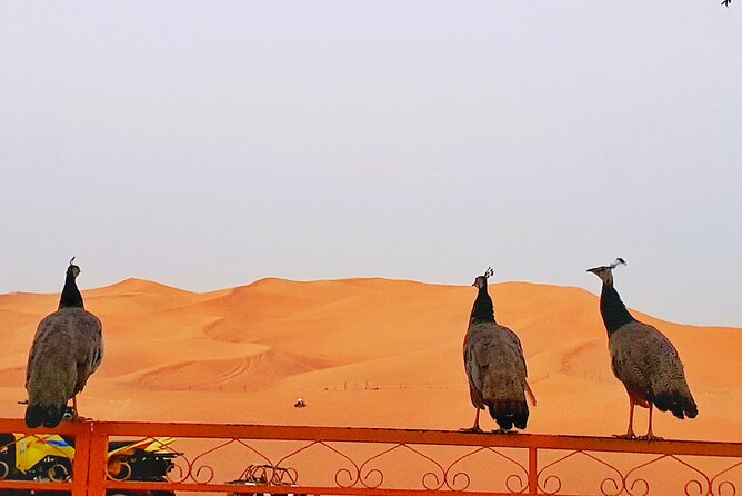 Top premium Desert safari with BBQ DINNER - The 4x4 ride and desert views