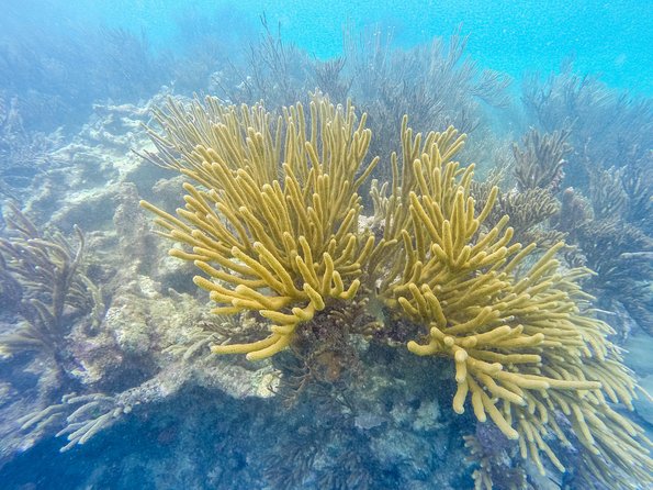 Viator Exclusive: Tulum Ruins, Reef Snorkeling, Cenote and Caves - My booking advice