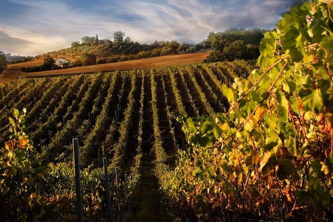 VIP Brunello Montalcino, Montepulciano & Val d'Orcia with Lunch - Is $231.86 a fair price?