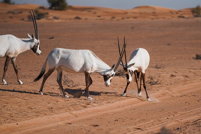 VIP Dubai Sunset Desert Safari: Camel Ride, BBQ, Unlimited Spirit - What the $239 price really buys