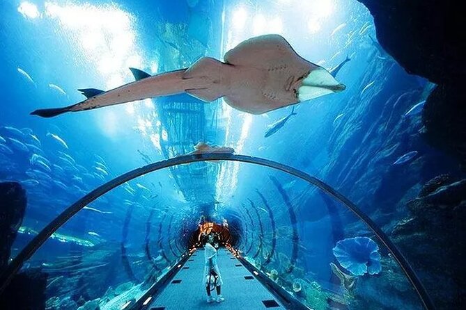 VIP Experience Dubai Aquarium & Underwater Zoo-As per Selection - What you see in the main aquarium