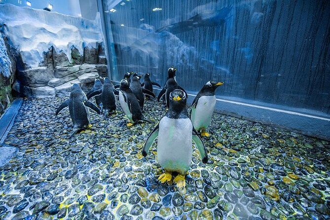 VIP Experience Dubai Aquarium & Underwater Zoo-As per Selection - VIP access, cage snorkeling, and glass-bottom options