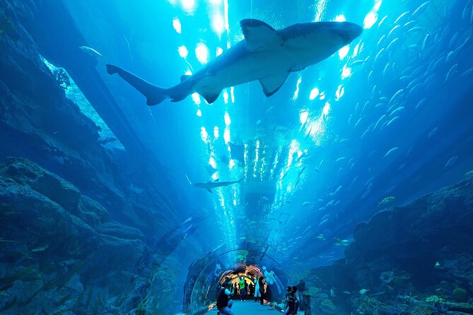 VIP Experience Dubai Aquarium & Underwater Zoo-As per Selection - Location and practical planning