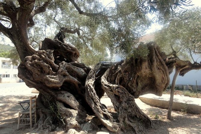 VIP Full Day Tour Shipwreck Blue Caves and top view - Exo Chora slows the pace beside an ancient olive tree